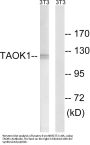 Anti-TAOK1/Psk2 Antibody