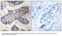 Anti-TAOK1/Psk2 Antibody