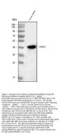 Anti-IKB epsilon/Nfkbie Antibody Picoband®