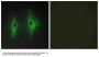 Anti-Diacylglycerol kinase eta DGKH Antibody