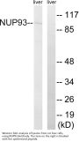 Anti-NUP93 Antibody