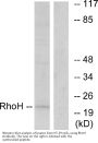 Anti-RhoH Antibody