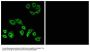 Anti-RhoH Antibody