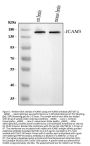 Anti-ICAM5 Antibody Picoband®