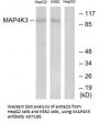 Anti-MAP4K3/Glk Antibody