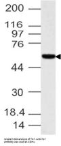 Anti-Tis7 IFRD1 Antibody