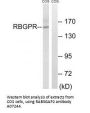 Anti-RAB3GAP2 Antibody