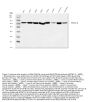 Anti-ERp72/PDIA4 Antibody PicobandÂ®