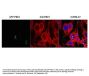Anti-PBK1 RSL1D1 Antibody