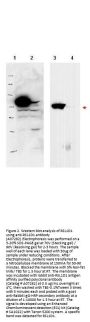 Anti-PBK1 RSL1D1 Antibody