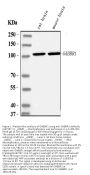 Anti-GABA B Receptor 1/GABBR1 Antibody Picoband®