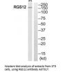 Anti-RGS12 Antibody