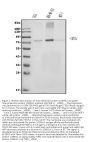 Anti-Grainyhead-like protein 1/GRHL1 Antibody PicobandÂ®