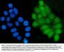 Anti-Grainyhead-like protein 1/GRHL1 Antibody PicobandÂ®