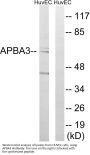 Anti-APBA3/Mint3 Antibody