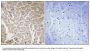 Anti-Collagen XVI alpha1 COL16A1 Antibody