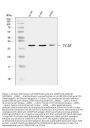 Anti-CD89/FCAR Antibody Picoband®