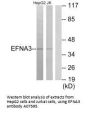 Anti-EFNA3/Ephrin A3 Antibody