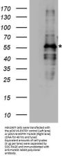 Anti-FANCE Rabbit Polyclonal Antibody