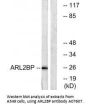 Anti-ARL2BP Antibody