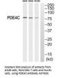 Anti-PDE4C Antibody