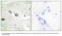 Anti-R-Cadherin-4 CDH4-Antibody