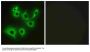 Anti-R-Cadherin-4 CDH4-Antibody