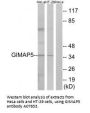 Anti-GTPase IMAP family member 5 GIMAP5 Antibody