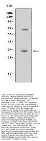Anti-TREML1 Antibody Picoband®