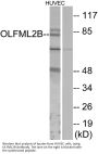Anti-OLFML2B Olfm1 Antibody