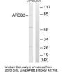 Anti-APBB2/Fe65L Antibody