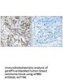 Anti-APBB2/Fe65L Antibody