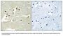 Anti-Nuclear receptor coactivator 5 NCOA5 Antibody