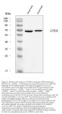 Anti-GPR50 Antibody Picoband®