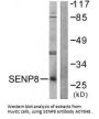 Anti-SENP8/Nedp1 Antibody