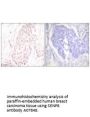 Anti-SENP8/Nedp1 Antibody
