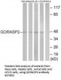 Anti-GORASP2/Grasp55 Antibody