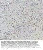 Anti-HTATSF1 Antibody Picoband®