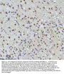 Anti-HTATSF1 Antibody Picoband®