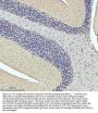 Anti-HTATSF1 Antibody Picoband®