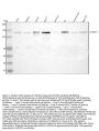 Anti-HTATSF1 Antibody Picoband®