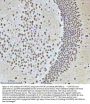 Anti-HTATSF1 Antibody Picoband®