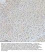 Anti-HTATSF1 Antibody Picoband®