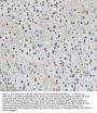 Anti-HTATSF1 Antibody Picoband®