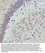 Anti-HTATSF1 Antibody Picoband®