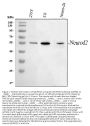 Anti-NEUROD2 Antibody Picoband®