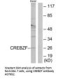 Anti-CREBZF/Zhangfei Antibody