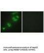 Anti-CREBZF/Zhangfei Antibody