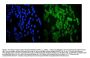 Anti-Hsp20/HSPB6 Antibody Picoband®
