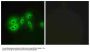 Anti-ADCY8/Adenylate Cyclase 8 Antibody